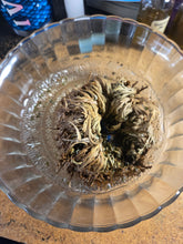 Load image into Gallery viewer, Rose of Jericho