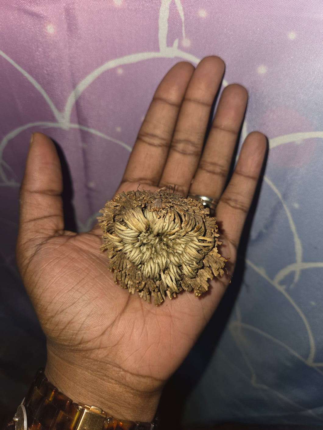 Rose of Jericho