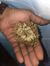 Load image into Gallery viewer, Rose of Jericho
